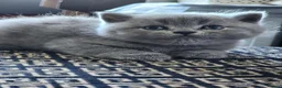 British Shorthair cats for sale: BSH Blue Kittens  - Advert 9