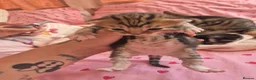 Mixed Breed cats for sale: Boy and girl kitten - Advert 7
