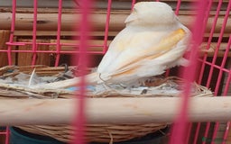 Canaries birds for sale: STAFFORD HERLIQUEEN RED FACTOR DIMORPHIC birds - Image 12
