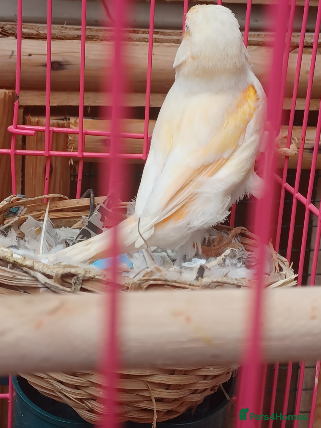 Canaries birds for sale: STAFFORD HERLIQUEEN RED FACTOR DIMORPHIC birds - Image 12