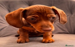 Miniature Dachshund dogs for sale: BEAUTIFUL MINI DACHSHUND PUPPIES READY NOW - Image 2