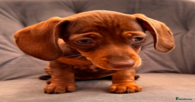 Miniature Dachshund dogs - Advert 2