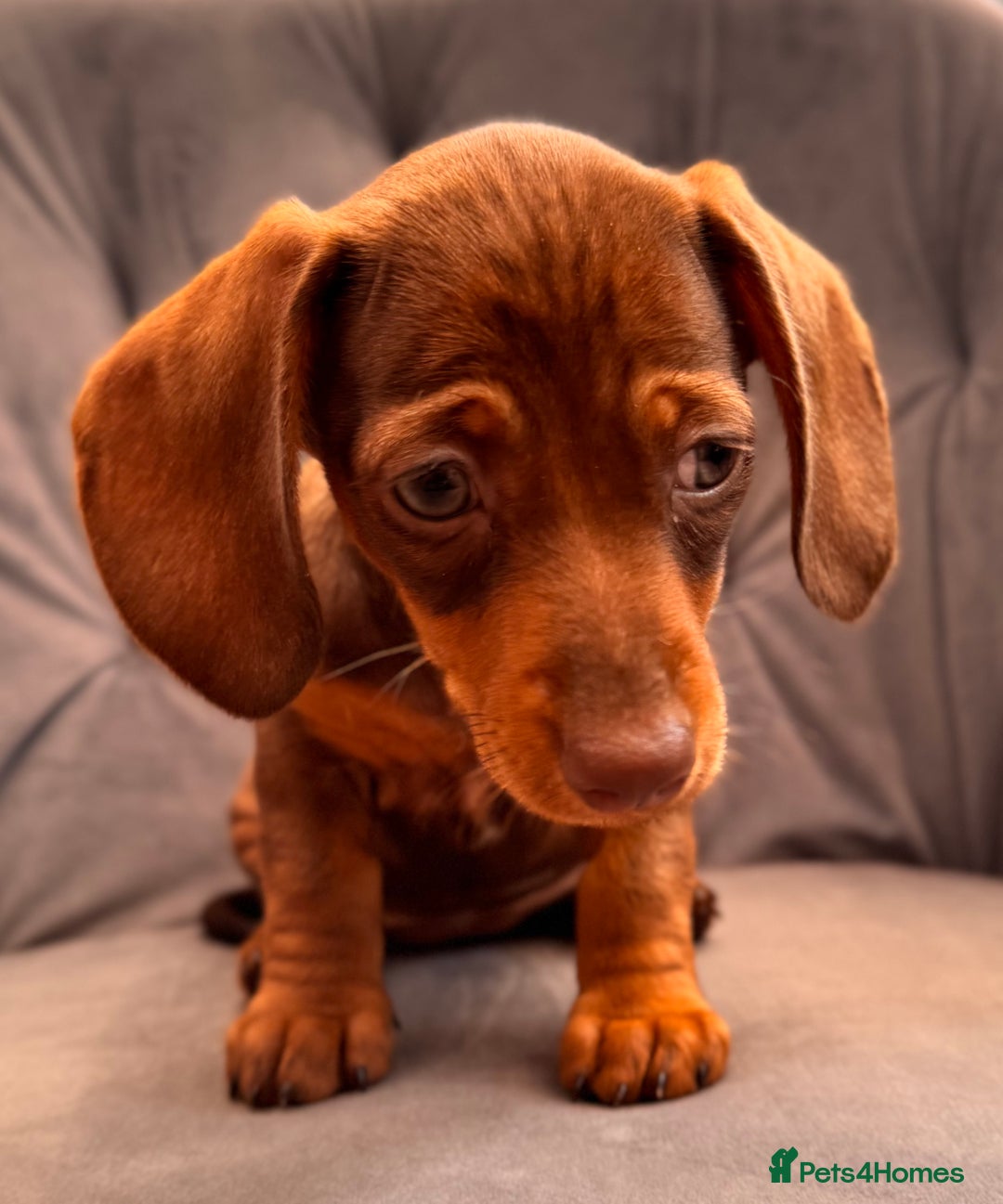 Miniature Dachshund dogs for sale: BEAUTIFUL MINI DACHSHUND PUPPIES READY NOW - Image 2