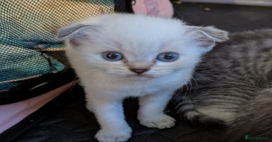 Scottish Fold cats - Advert 5
