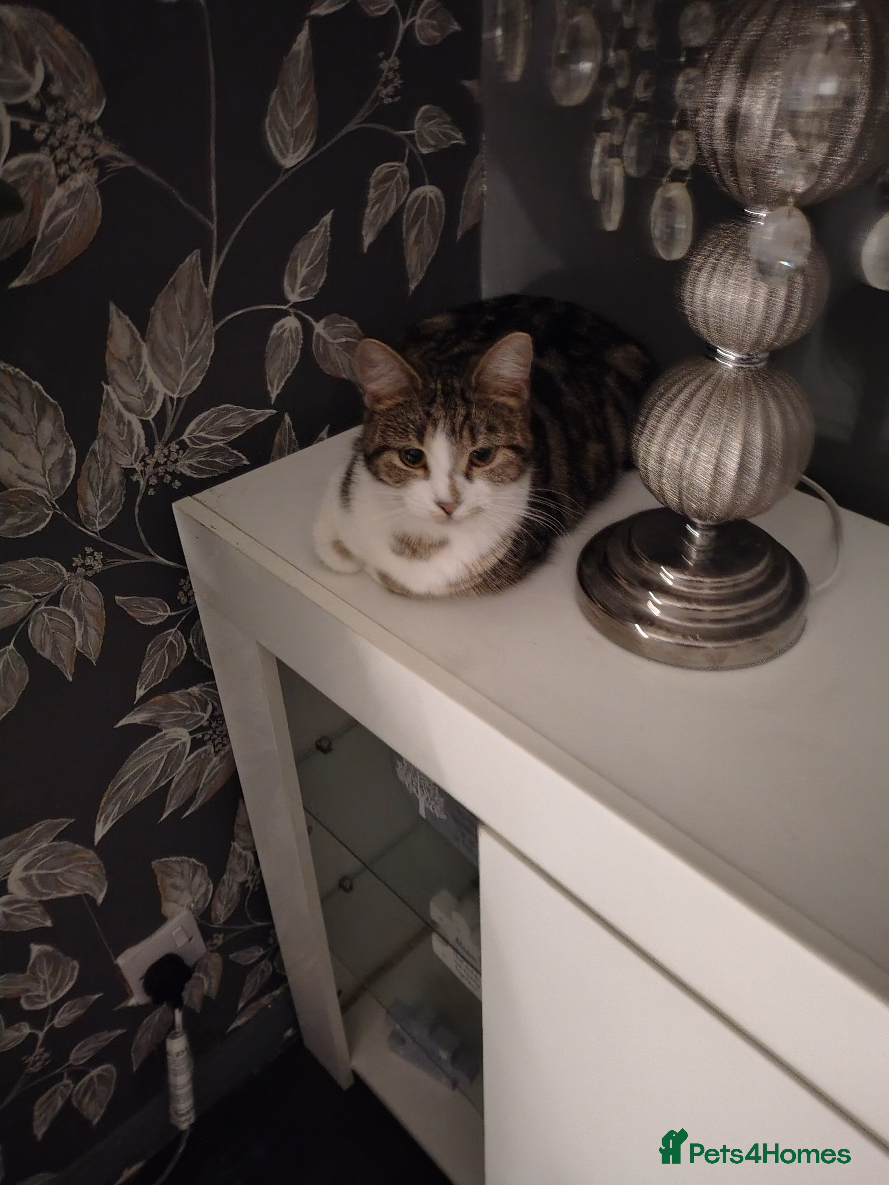 Mixed Breed cats Male kitten for sale  in Nottingham - Advert 1