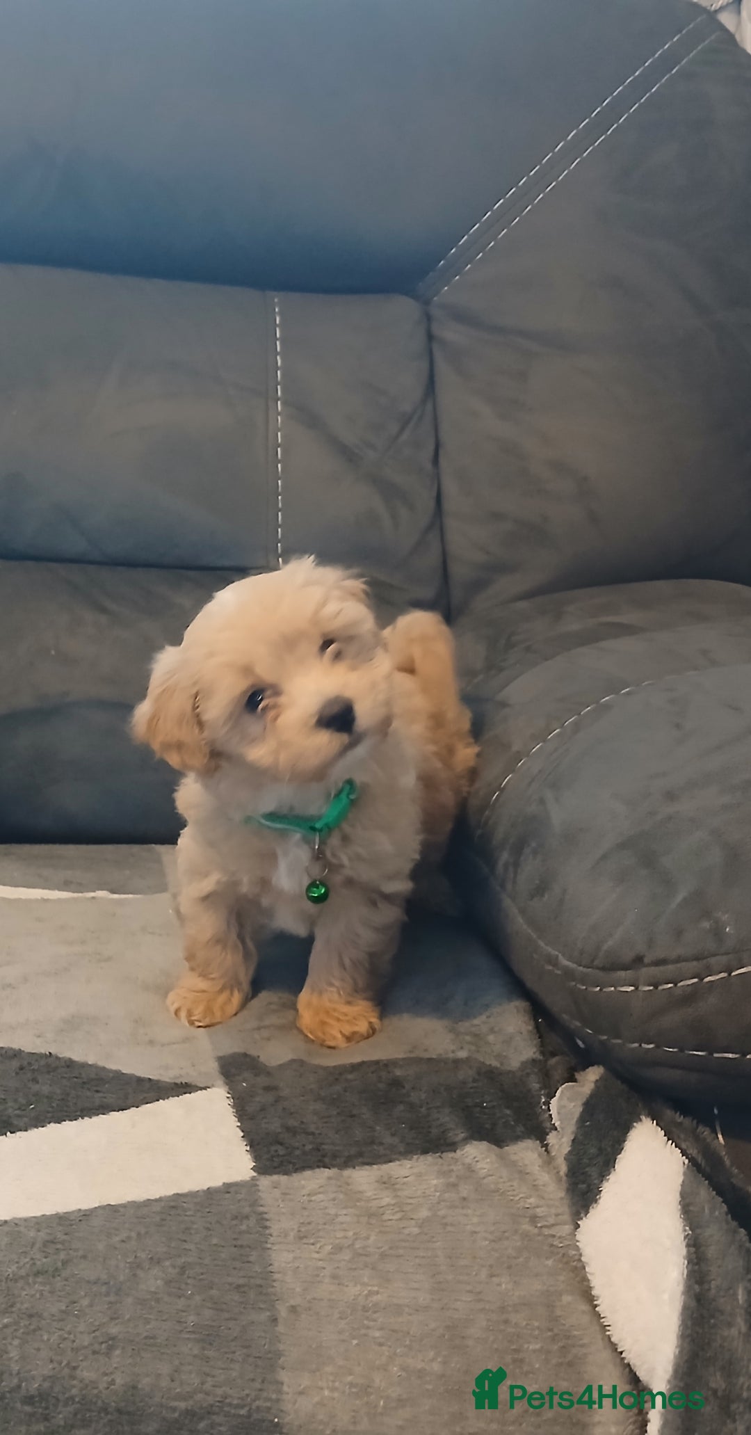Maltipoo dogs for sale: Maltipoo puppies - Advert 1