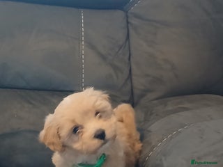 Maltipoo dogs Maltipoo puppies - Advert 3