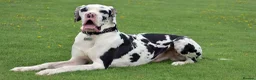 Great Dane dogs for stud: KC stud beautiful boy  - Advert 4