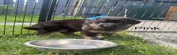 German Shepherd dogs for sale: German Shepherd Puppies – Healthy, Socialised  - Advert 5