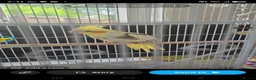 Cockatiels birds for sale: Cockatiel  in Bradford - Advert 1