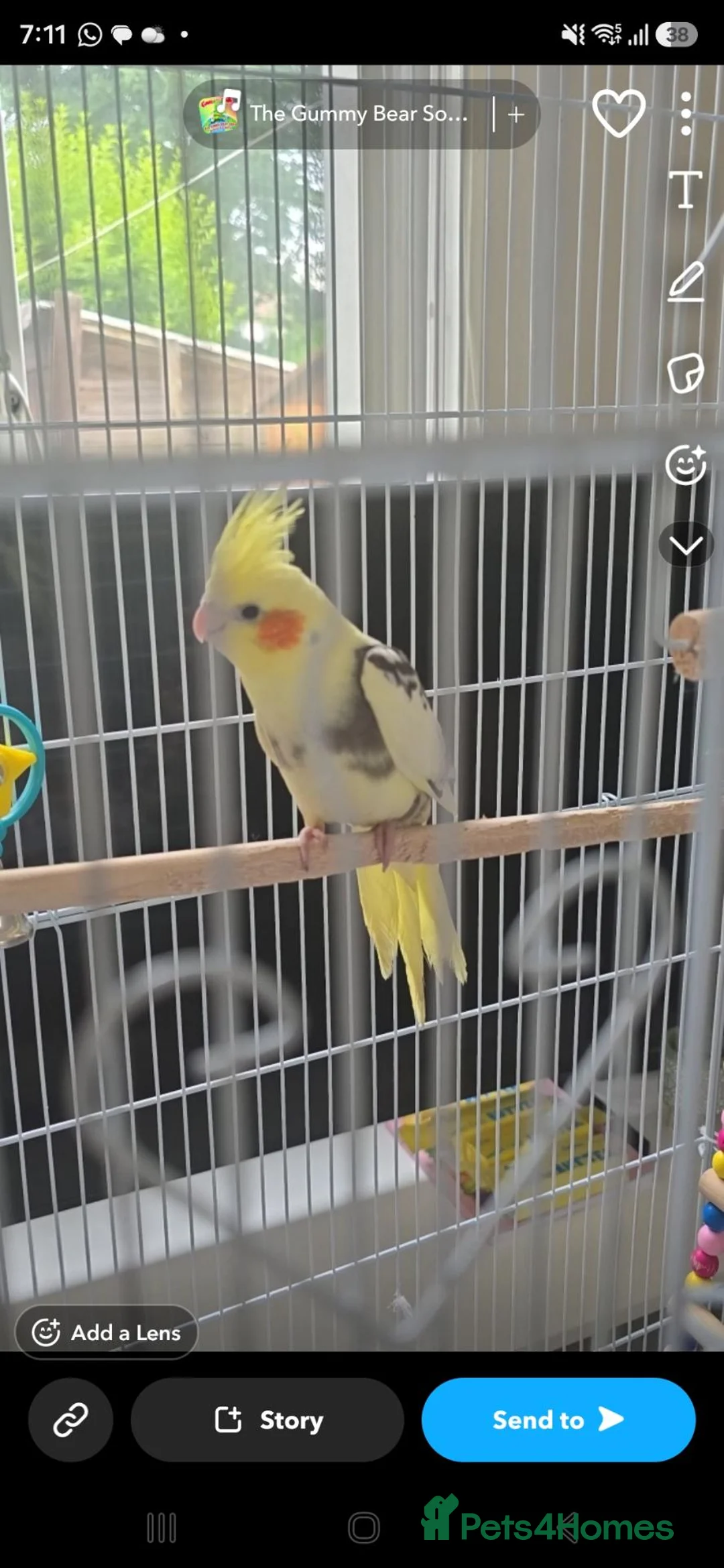 Cockatiels birds for sale: Cockatiel  in Bradford - Advert 1