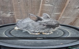 Lionhead rabbits for sale: Baby Lionhead rabbits 8 weeks old - Image 4