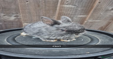 Lionhead rabbits - Advert 8