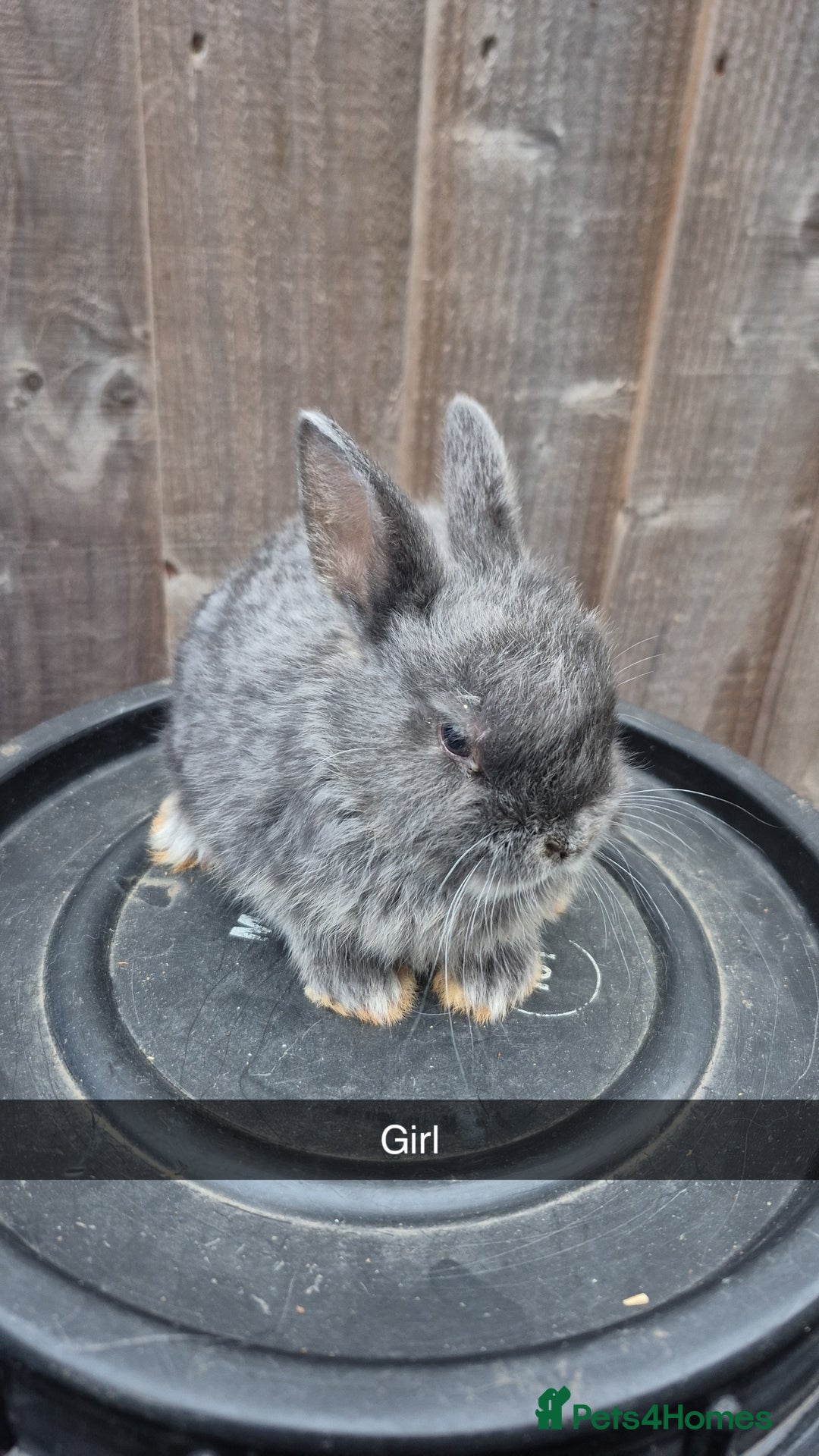 Lionhead rabbits for sale: Baby Lionhead rabbits 8 weeks old - Image 4