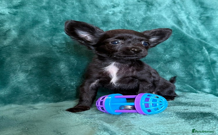 Chihuahua dogs - Advert 2