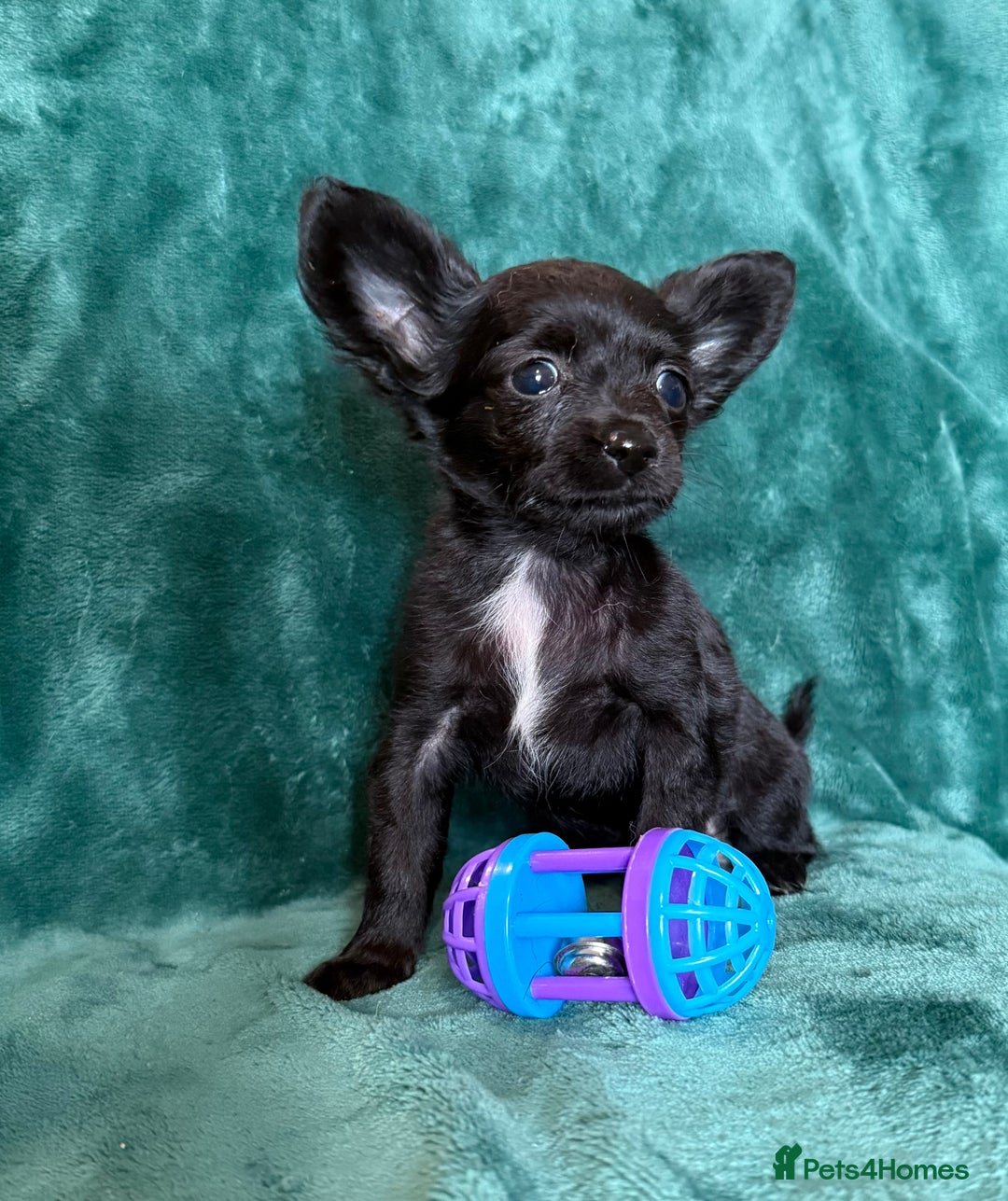 Chihuahua dogs for sale: Chihuahua X Puppies - Image 1