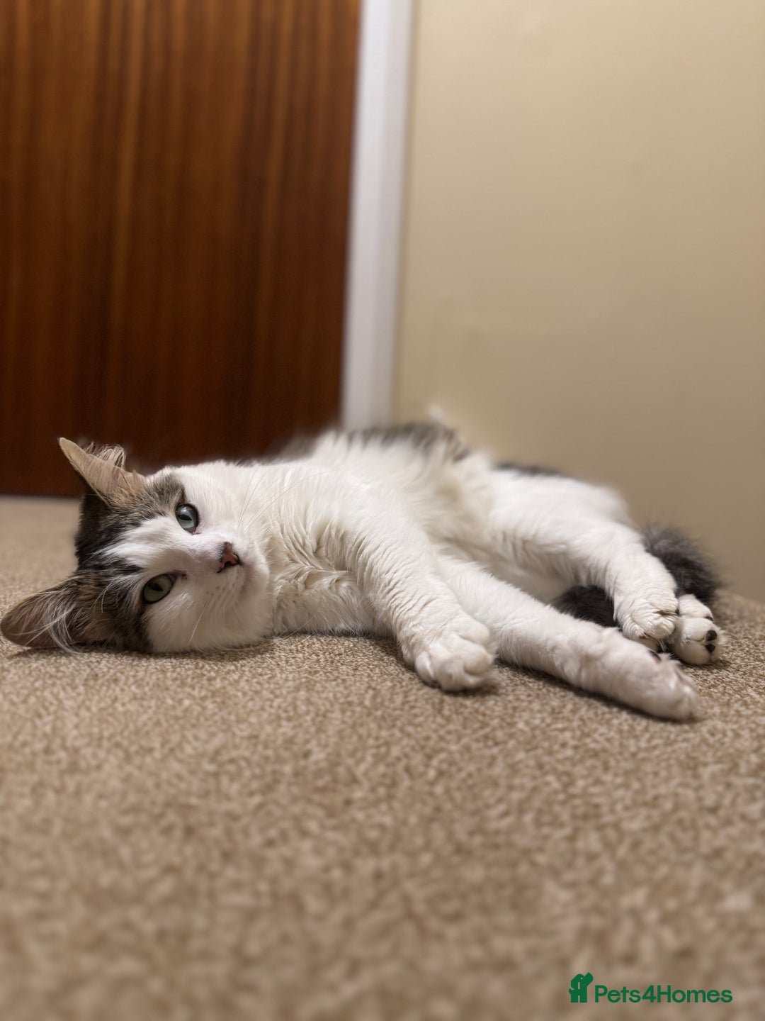 Mixed Breed cats for sale: Beautiful Male fluffy cat - Advert 1