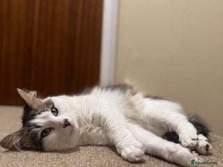 Mixed Breed cats Beautiful Male fluffy cat - Advert 2