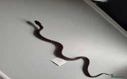 Corn Snake reptiles for sale: 6 week old baby corn snakes - Image 16