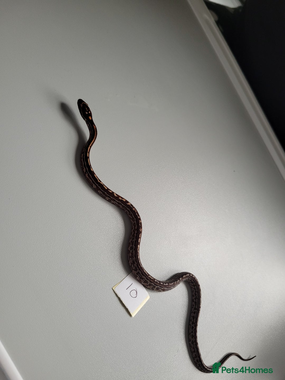 Corn Snake reptiles for sale: 6 week old baby corn snakes - Image 16