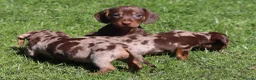 Miniature Dachshund dogs for sale: Ready now! Miniature dachshund puppies  - Advert 7