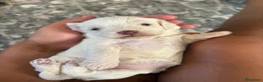 Doxiepoo 3