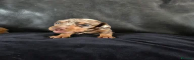 Miniature Dachshund Puppy 2