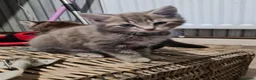 Mixed Breed cats for sale: Kittens  - Advert 6