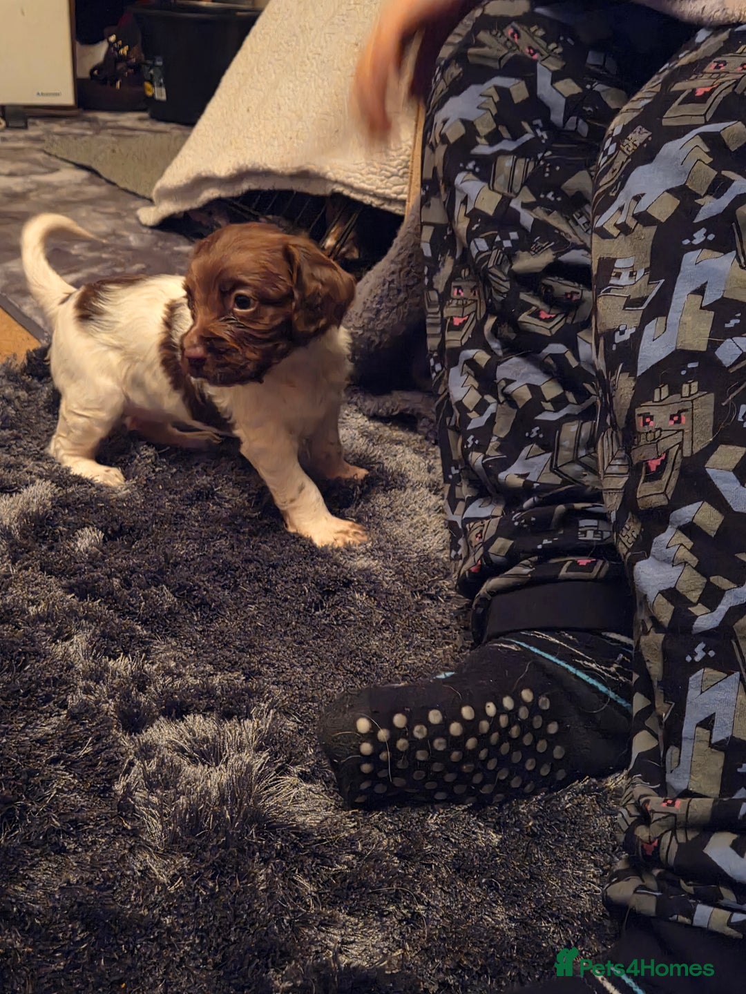 English Springer Spaniel dogs for sale: English Springer Spaniel Girl Puppies - Advert 3