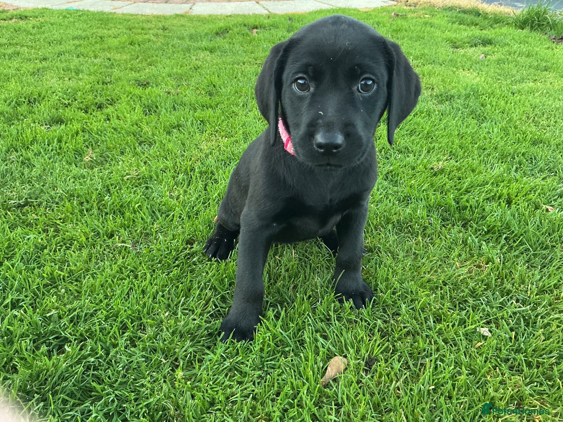 Labrador Retriever dogs LABRADOR PUPS. KC REG & COUNCIL LICENSED. 0%ROI - Advert 1