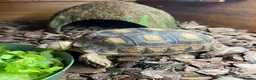 Tortoise reptiles for sale: Sulcata tortoise x2 with full set up - Advert 7