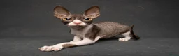 Cornish Rex cats for sale: Champion Cornish Rex girls in Stamford - Advert 24