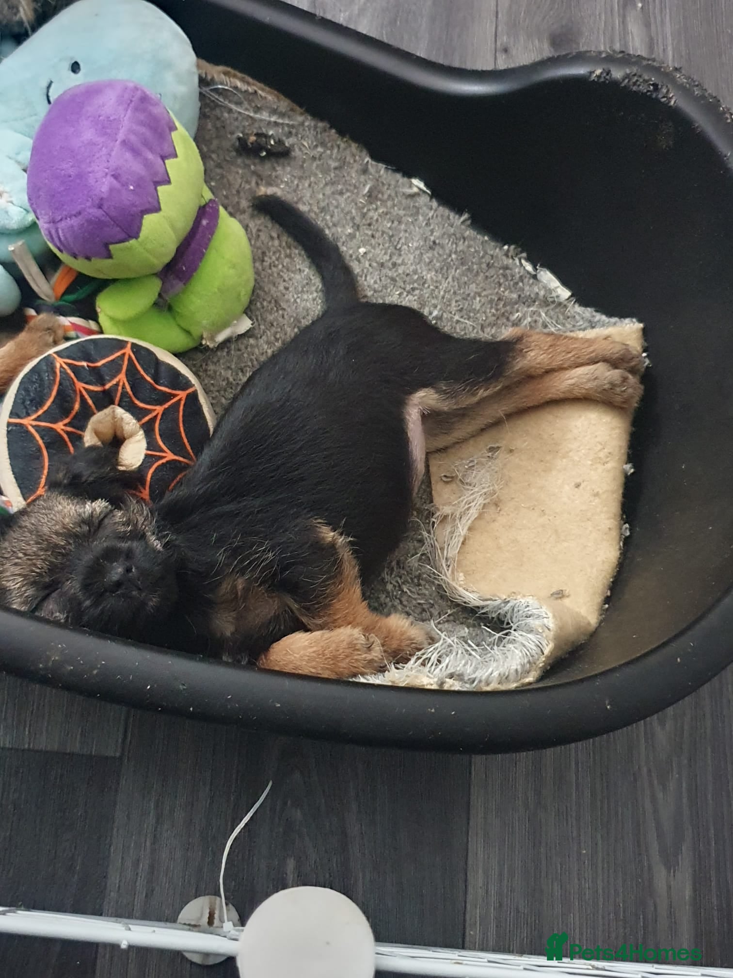 Border Terrier dogs Last little girl looking for her forever homes - Advert 2