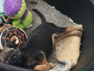 Border Terrier dogs Last little girl looking for her forever homes - Advert 2