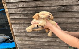 Cocker Spaniel dogs for sale: Cocker spaniel puppies  - Image 7