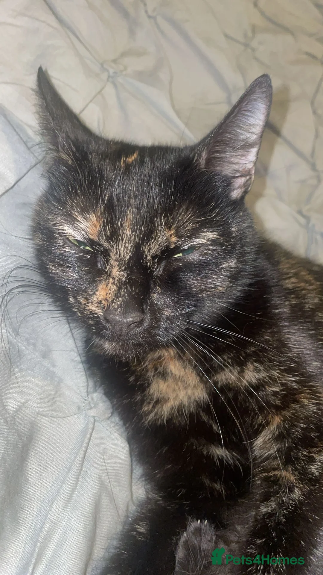 Mixed Breed cats for sale: Kittens  - Advert 10