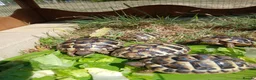 Hermann Tortoise reptiles for sale: Hermann tortoise in Chippenham - Advert 2