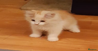 Siberian cats - Advert 9