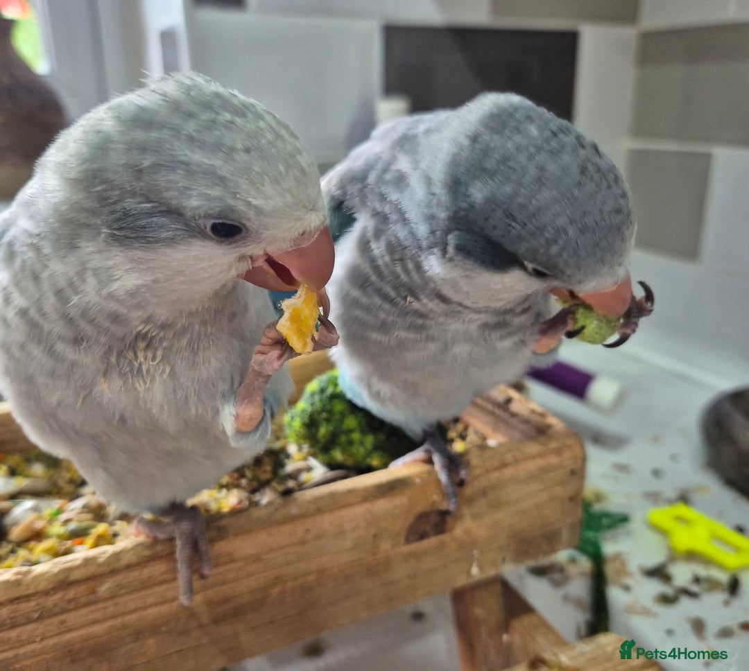 Parrots birds for sale: Handreared DNA tested baby Quaker Parrots  - Image 15