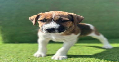 Jack Russell dogs - Advert 6