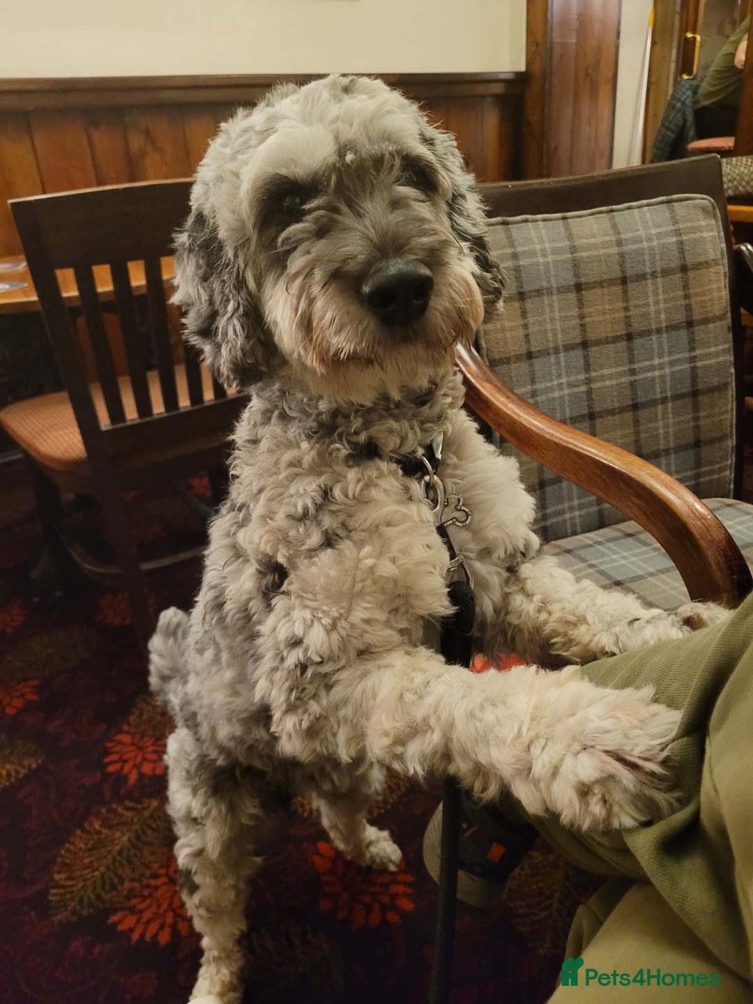 Cockapoo dogs for stud: Blue Merle F1B Miniature Cockapoo - West Midlands - Advert 6