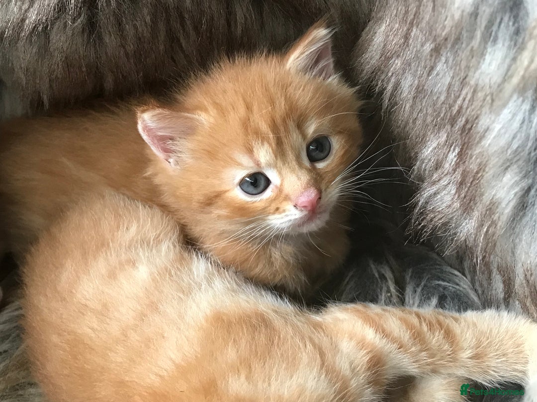 Maine Coon cats for sale: 2 Beautiful Ginger Maine Coon Cross Kittens - Image 5