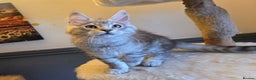 Maine Coon cats for sale: Ready now! Chunky Silver Tabby boy - Advert 3