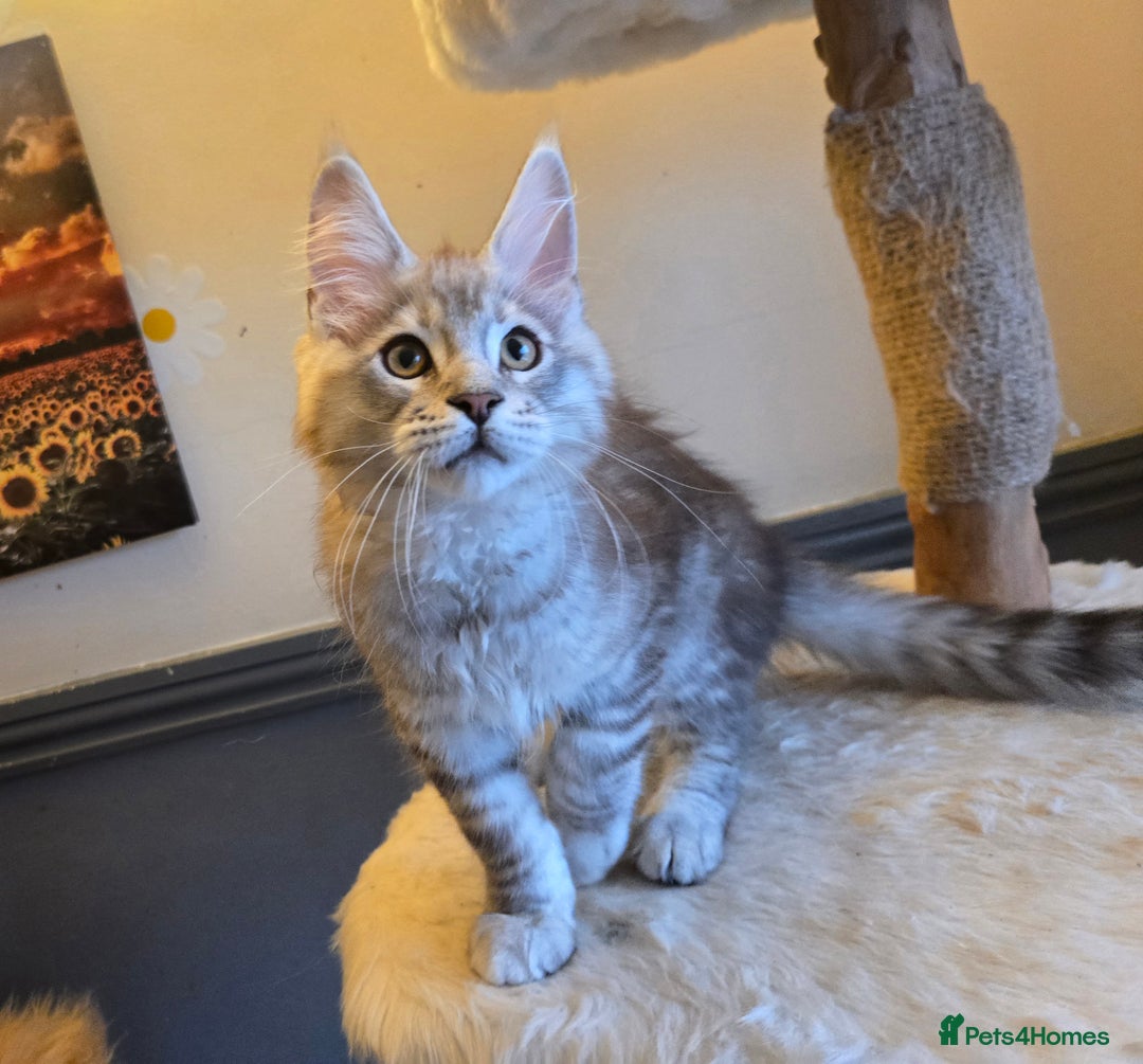 Maine Coon cats for sale: Ready now! Chunky Silver Tabby boy - Advert 3