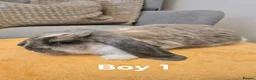 French Lop rabbits for sale: Pure Bread French Lops  - Advert 6