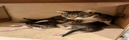 Mixed Breed cats for adoption: Rescue silver tabby kitten, Cricket needs a home  - Advert 2