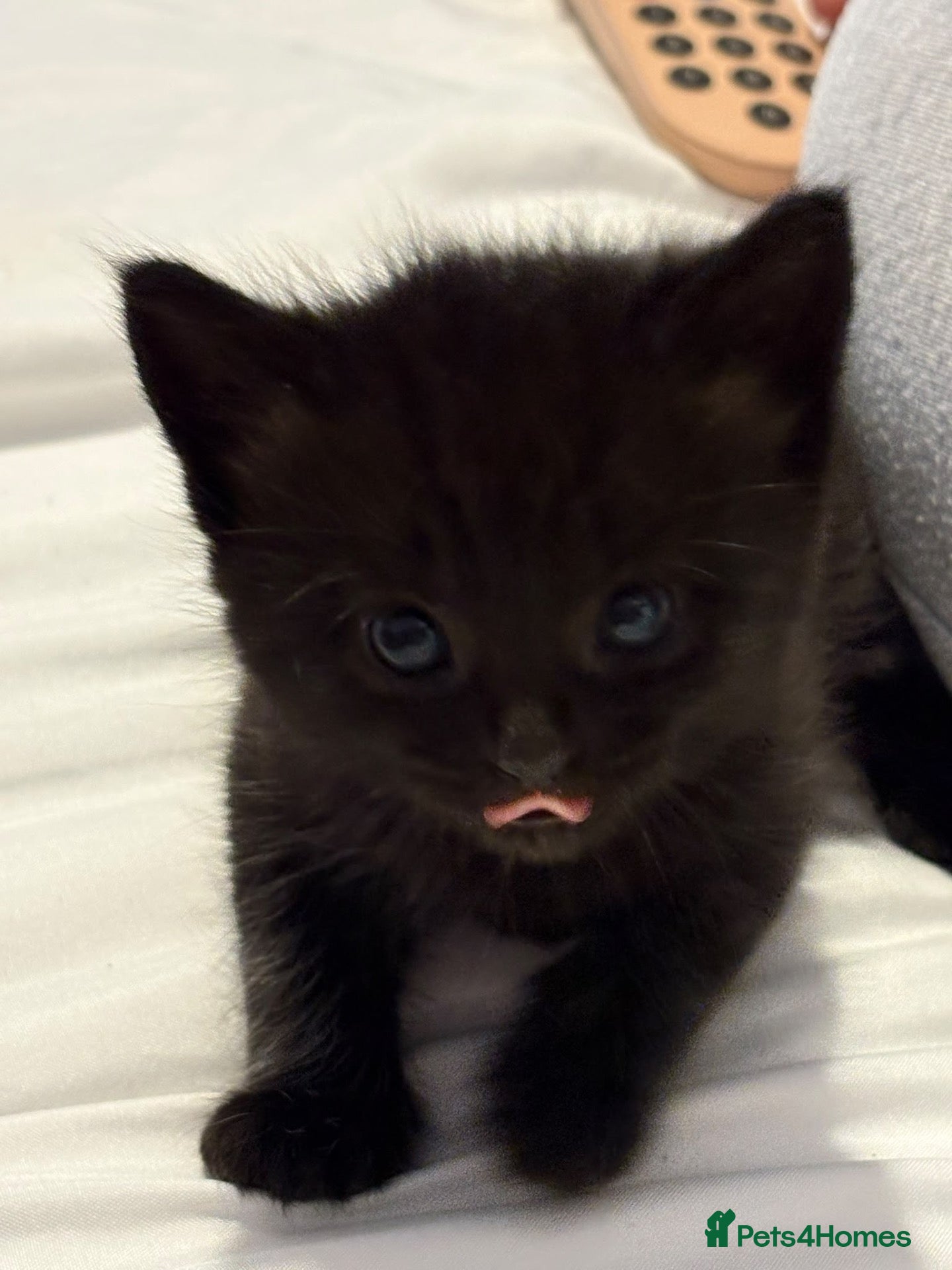 Mixed Breed cats Beautiful Fluffy Boys - Advert 3
