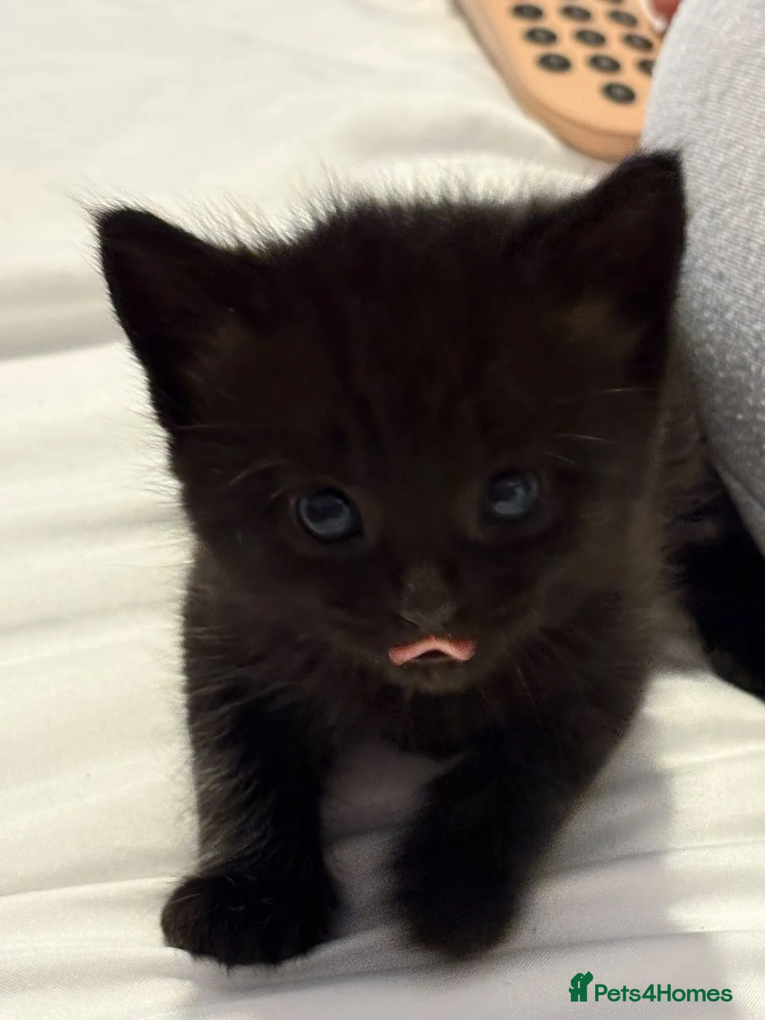 Mixed Breed cats for sale: Beautiful Fluffy Boys - Advert 1