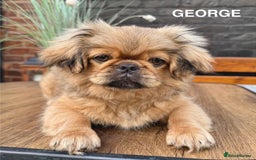 Pekingese dogs for sale: CARMEL - 2 Pekingese puppies BOYS ! Fully vaccinated! - Image 21