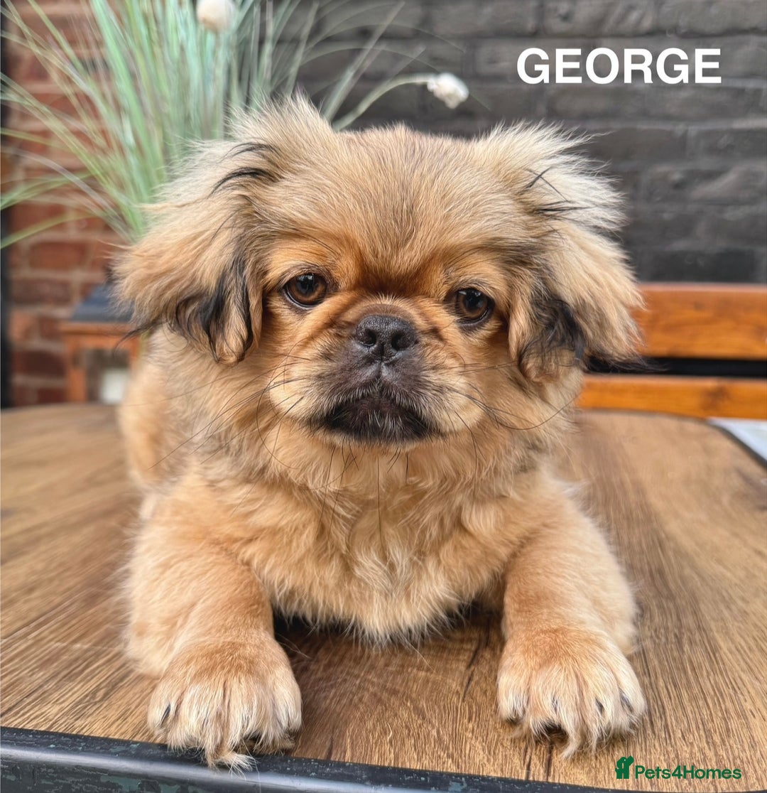 Pekingese dogs for sale: CARMEL - 2 Pekingese puppies BOYS ! Fully vaccinated! - Image 21